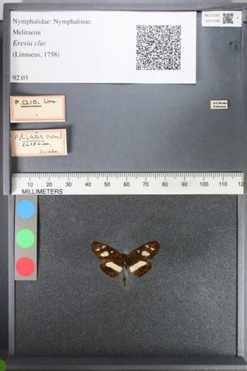 Media type: image;   Entomology 101046